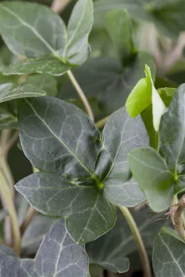 Produktbild von Hedera helix 'Plattensee', Efeu, immergrün, 60–100 cm