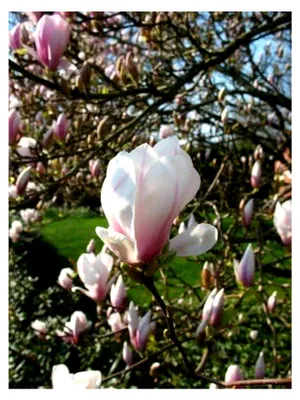 Produktbild von Rosa-weiße Tulpenmagnolie Magnolia soulangiana, 60-80 cm hoch im 5-Liter-Pflanzcontainer