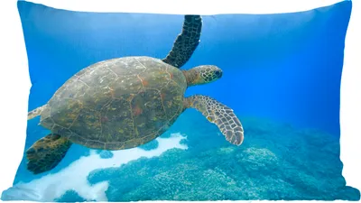 Produktbild von MuchoWow® Zierkissen Sofakissen Wohnzimmer Dekokissen 60x40 cm Grüne schwimmende Schildkröte Fotodruck - Kopfkissen - Polster mit Foto