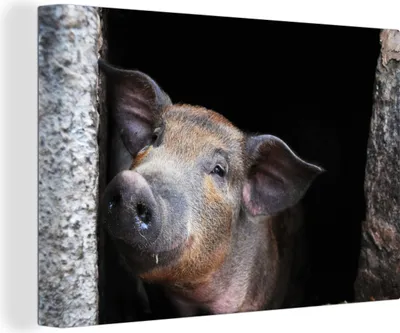 Produktbild von OneMillionCanvasses® - Leinwandbilder - 140x90 cm, Schwein - Tier - Stein, Wandbilder Kunstdruck Wanddekoration