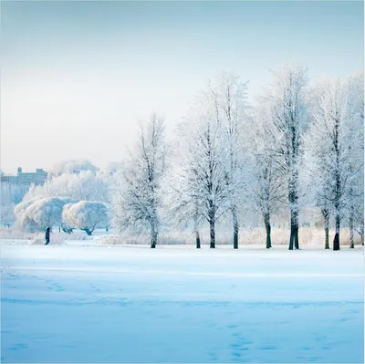 Produktbild von Wallario Premium Glasbild, freischwebende Optik, kräftige Farben, Größe 50 x 50 cm Motiv Verschneite Bäume in einer Winterlandschaft
