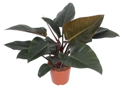 Produktbild von Philodendron Kongorot - 70-80cm - Ø27cm - Zimmerpflanze - Immergrün