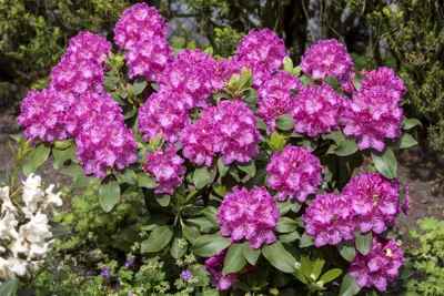 Produktbild von Rhododendron Hybr. 'Claudine', rosa Blüten, 30–40 cm