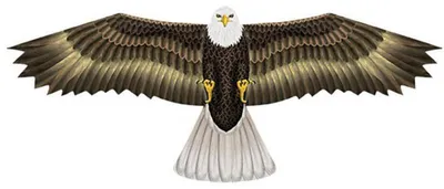 Immagine prodotto di Elliot Drachen WindNSun: Stampa su tessuto poliestere con motivo 3D di un'aquila