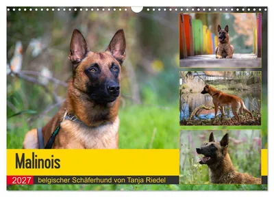 Produktbild von Malinois - belgischer Schäferhund (Wandkalender 2027 DIN A3 quer), CALVENDO Monatskalender