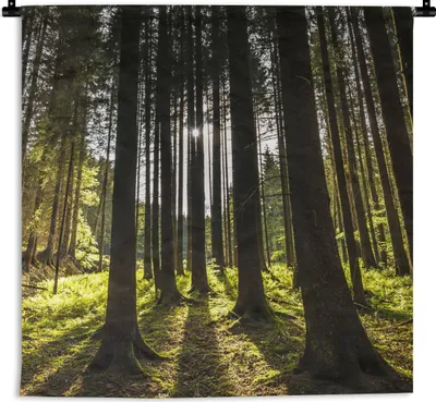 Produktbild von MuchoWow® Wandteppich Wandbehang Baum - Natur - Sonne - Wald 150x150 cm Tapisserie Dekoration Wandtuch - Wohnaccessoires - Modernes