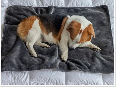 Produktbild von BESTCOVERS 100% Wasserdichte Doppelseitige Schondecke 75 x 100cm für Körbchen, Möbel oder Autositz Hundedecke Waschbar DUNKEL GRAU