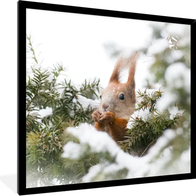 Produktbild von MuchoWow® Gerahmtes Poster Eichhörnchen - Kiefer - Schnee 40x40 cm - Poster mit Schwarzem Bilderrahmen Wandposter Rahmen Foto Bilder - Mit Rahmen - Wanddekoration Schlafzimmer