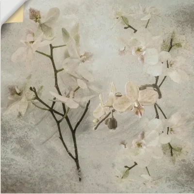Produktbild von ARTland Wandbild, selbstklebend Orchideen Größe: 70x70 cm