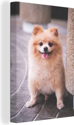 Obrázok produktu pre OneMillionCanvasses® - Plátno na stenu - 90x140 cm, Pomeranian on the street, nástenné umenie - dekorácie na stenu - spálňa