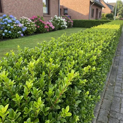 Produktbild von Stauden Gänge 50 x Ilex maximowicziana 'Kanehirae' - Japanischer Ilex - immergrüne Hecke, verträgt mehr Kalk - Lieferhöhe ca. 20-30 cm