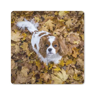 Produktbild von MuchoWow® Mauspad Mousepad Cavalier King Charles Spaniel unter dem Herbstlaub 20x20 cm - Mousepads - Maus Mat - Pad - Mausunterlage - Desk Mat - Bureauartikeln