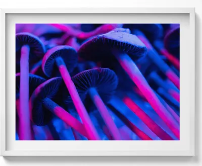 Produktbild von Magische farbige Pilze– Wandbild mit Rahmen – Gerahmtes Bild  – Wanddekoration – 80x60 cm –  Weiß Rahmen