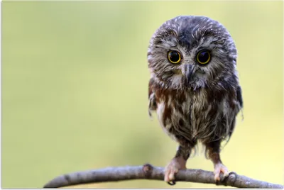 Produktbild von MuchoWow® Poster Eule - Vogel - Wald 180x120 cm - Fotoplakat
