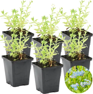Produktbild von Bloomique - 6er Set - Myosotis Palustris - Sumpfvergissmeinnicht - Teichpflanzen Winterhart - Wasserpflanzen - Zone 1-2 - Höhe 10-20 cm - Topf 9 cm