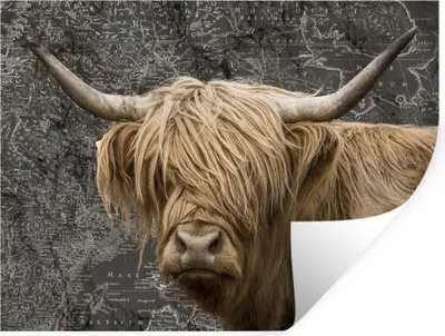 Produktbild von MuchoWow® Wandtattoo Wandsticker Wandaufkleber Weltkarte - Tiere - Schottischer Highlander 120x90 cm Selbstklebend und Repositionierbar - Aufkleber
