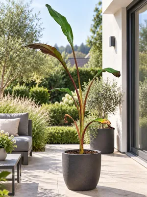 Produktbild von Rote Zierbanane ‘Maurelii’ 160–200 cm – Ensete ventricosum, Abessinische Banane für Terrasse, Balkon und Wintergarten, KI-generiertes Bild