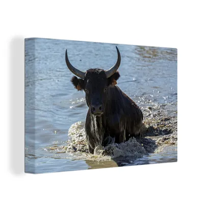 Produktbild von OneMillionCanvasses® - Leinwandbilder - 150x100 cm, Ein Stier klettert in der Camargue aus dem Wasser, Wandbilder Kunstdruck Wanddekoration