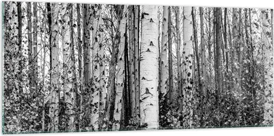 Produktbild von Bilder auf glas - Einteilig - Birken Wald Monochrom - 120x50cm - Glasbilder - Wandbilder - Bilder - zum Aufhängen bereit - Wanddekoration aus Glas - Glas Bilder - Wandbild auf Glas - GAB120x50-4643