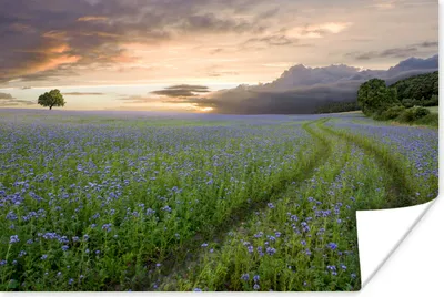Produktbild von MuchoWow® Poster Sonnenuntergang - Blumen - Farben 30x20 cm - Plakate - Print