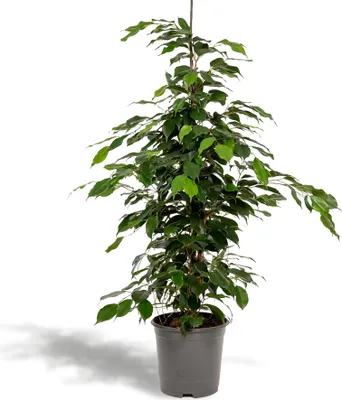 Produktbild von Birkenfeige Danielle - Ø21cm - ↕95cm
