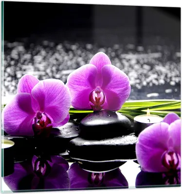 Produktbild von Bilder auf glas - Orchidee Natur Wasser Blume - 60x60cm - Glasbilder - Wandbilder - Kunstdruck - zum Aufhängen bereit - Wanddekoration aus Glas - Glas Bilder - Wandbild auf Glas - GAC60x60-2658