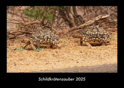 Produktbild von Schildkrötenzauber 2025 Fotokalender DIN A3