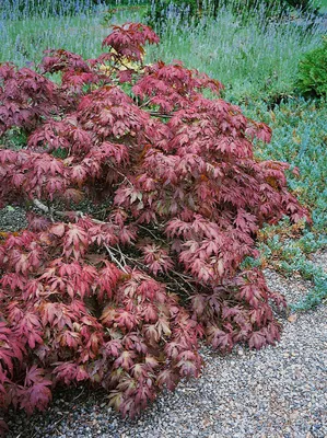 Produktbild von Acer palmatum 'Pixie', Japanischer Ahorn, kompakt, 60–80 cm