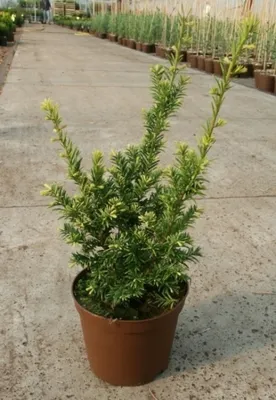 Produktbild von Taxus baccata Semperaurea - Gelbe Eibe Semperaurea - 20-25