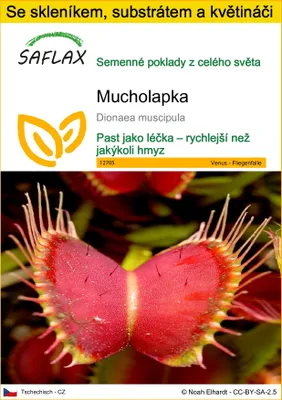 Obrázek produktu pro SAFLAX Kultivační sada - Mucholapka - Dionaea muscipula - 10 Semena - S mini skleníkem, pěstebním substrátem a 2 květináči