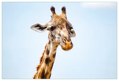 Produktbild von Wallario Küchenrückwand aus Glas, Größe: 90 x 60 cm, Motiv: Nahaufnahme einer Giraffe | Spritzschutz | abwischbar | pflegeleicht | in