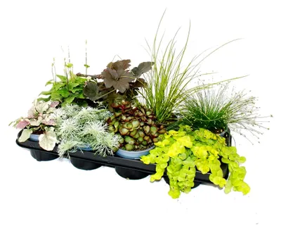 Produktbild von Bunte Herbst-Stauden Mischung "Herbstzauber" - 8 verschiedene winterharte Stauden