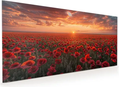 Produktbild von Küchenrückwand Spritzschutz Glas mit Motiv Mohnfeld Sonnenuntergang 40 x 40 cm