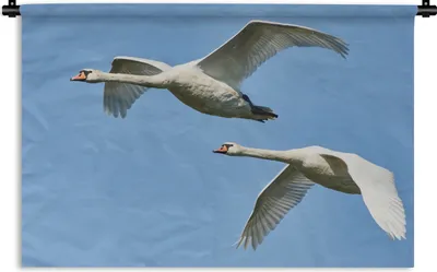 Produktbild von MuchoWow® Wandteppich Wandbehang Schwan - Vogel - Himmel - Blau 120x80 cm Tapisserie Dekoration Wandtuch - Wanddekorationen - Wandtücher