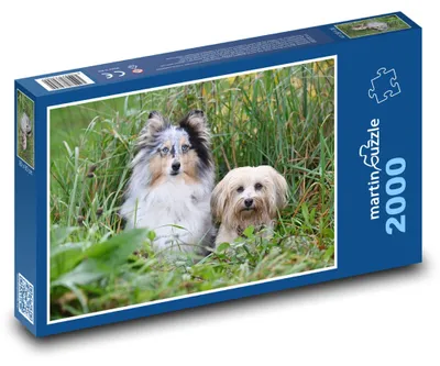 Obrázok produktu pre martinpuzzle – Puzzle 2000 – Šetlandský ovciak a bišoník