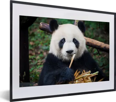 Produktbild von MuchoWow® MuchoWow® Gerahmtes Poster Panda - Bambus - Natur 40x30 cm - Poster mit zchwarzem Bilderrahmen - Bilderrahmen - Poster im Rahmen