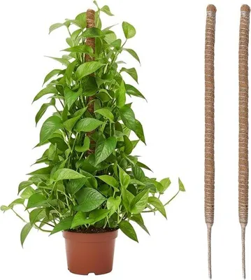 Produktbild von Famanu Pflanzenstütze 2 Stück – Kokosfaser-Mosstangen, 60 cm