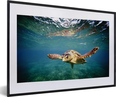 Produktbild von MuchoWow® MuchoWow® Gerahmtes Poster Schildkröte - Wasser - Blau 60x40 cm - Poster mit zchwarzem Bilderrahmen - Schlafzimmer - Plakat in Rahmen - Drucken