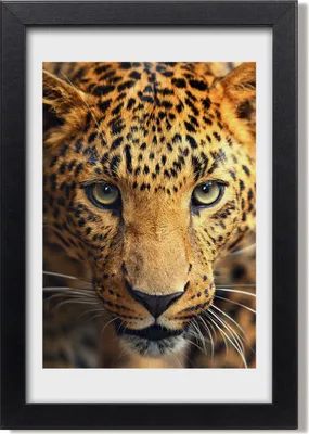 Produktbild von Bild 20x30 MDF-Rahmen, Wandkunst Leopard
