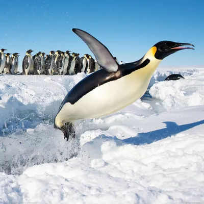 Produktbild von Pinguine Kunstdruck Bild - Freuden-Sprung (70 x 70 cm)