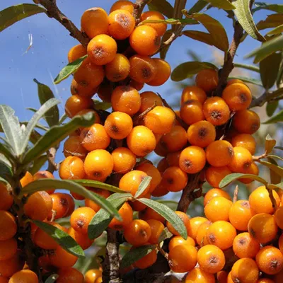 Image de 2 x Argousier - Hippophae rhamnoides | 60-80 cm en conteneur