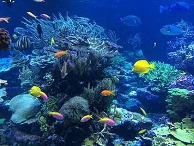 Immagine prodotto di Unterwasser Tropen - 1.000 Teile (Puzzle)