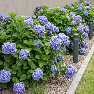 Image de Green boutiQ - Hortensia - Hydrangea macrophylla Blauw - Bloem Blauw - 3 Planten - 1m2 - Bladverliezend - Weinig Onderhoud - Pot 17cm Hoogte 30cm