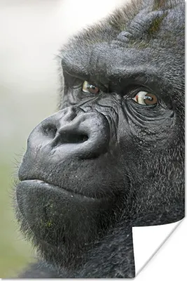 Produktbild von MuchoWow® Poster Ein erstaunlicher Gorilla 80x120 cm - Papierdruck