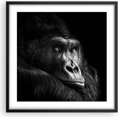 Produktbild von Gerahmtes Poster - Schwarzer Rahmen - Affe Gorilla Porträt - 50x50 cm - Wand Bild - Wanddeko - Wandbilder - Kunstposter - Wandposter - Bilderrahmen - Bilder - Kunstdruck - P2BAC50x50-5007