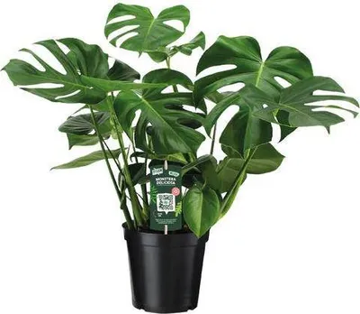 Produktbild von Monstera Deliciosa Köstliches Fensterblatt Ø21cm ↕65cm Zimmerpflanze