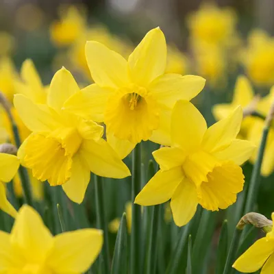 Produktbild von Green boutiQ - 15x Narcissus February Gold - Februargold-Narzisse - Gelb - Frühlingsblüher - Zwiebelgröße 10/12