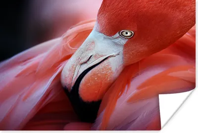 Produktbild von MuchoWow® Poster Nahaufnahme eines Flamingos 60x40 cm - Schlafzimmerdekoration