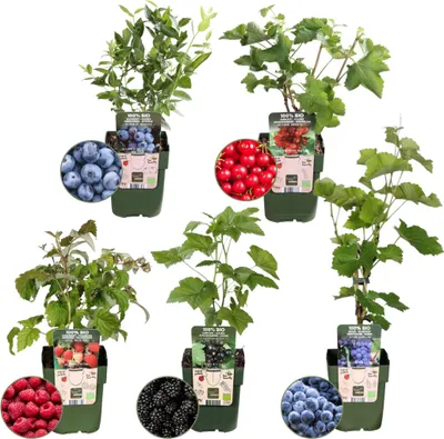 Produktbild von Obstpflanzen "Fruchtoase" Set im Mix von 5 verschiedenen Sorten