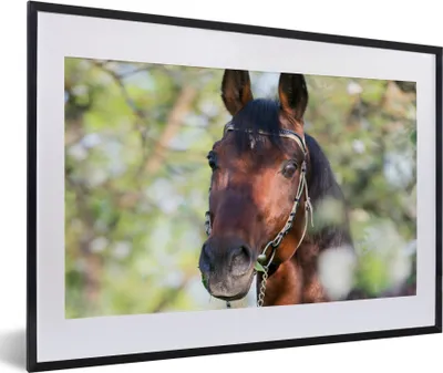 Produktbild von MuchoWow® Gerahmtes Poster Pferde - Blüte - Frühling - Tiere 60x40 cm - Poster mit Schwarzem Bilderrahmen Wandposter Rahmen Foto Bilder - Schlafzimmer - Plakat in Rahmen - Drucken